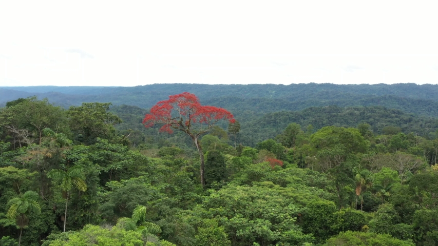 Drone shot, flying towards a large tree named ceibo that is flowering and full with red flowers and higher than the surrounding trees in the tropical rainforest
 | Shutterstock HD Video #1055267399