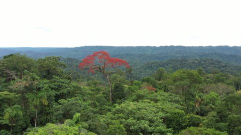 Drone shot, flying towards a large tree named ceibo that is flowering and full with red flowers and higher than the surrounding trees in the tropical rainforest
