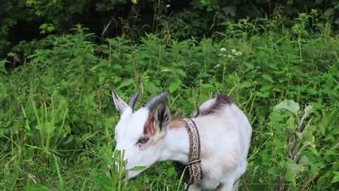Goatling on leash eats grass and nettles in summer green fields