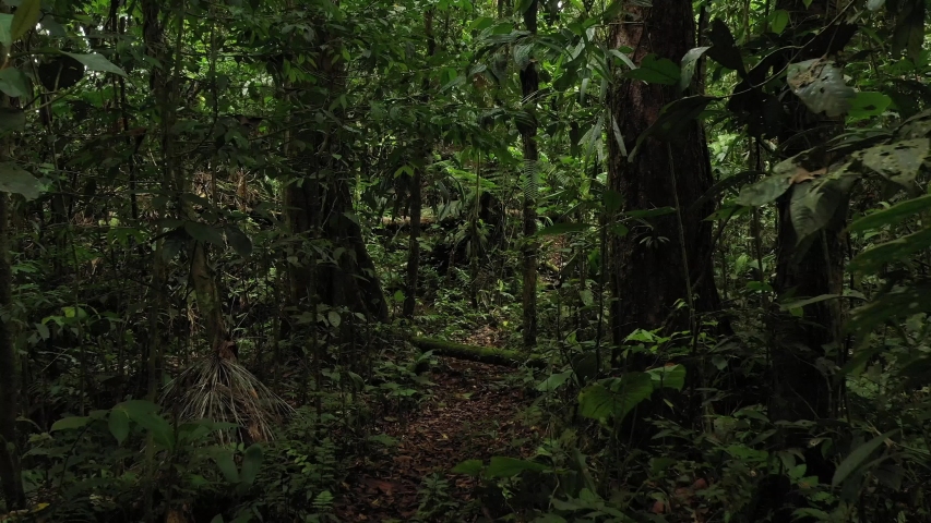 Moving through a tropical rainforest full of branches, insects, green colors and large trees
 Royalty-Free Stock Footage #1055276552