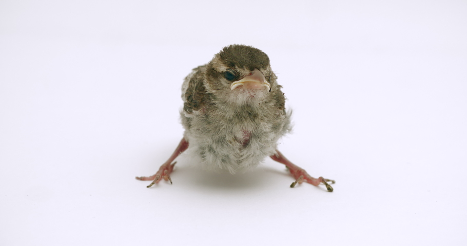 Little bird standing with white isolated background