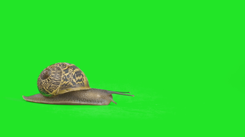 4K garden snail crawling on green screen isolated with chroma key
 Royalty-Free Stock Footage #1055281553