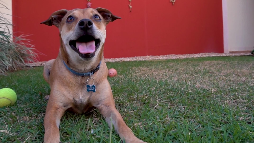 Dogs playing on the background of the house.