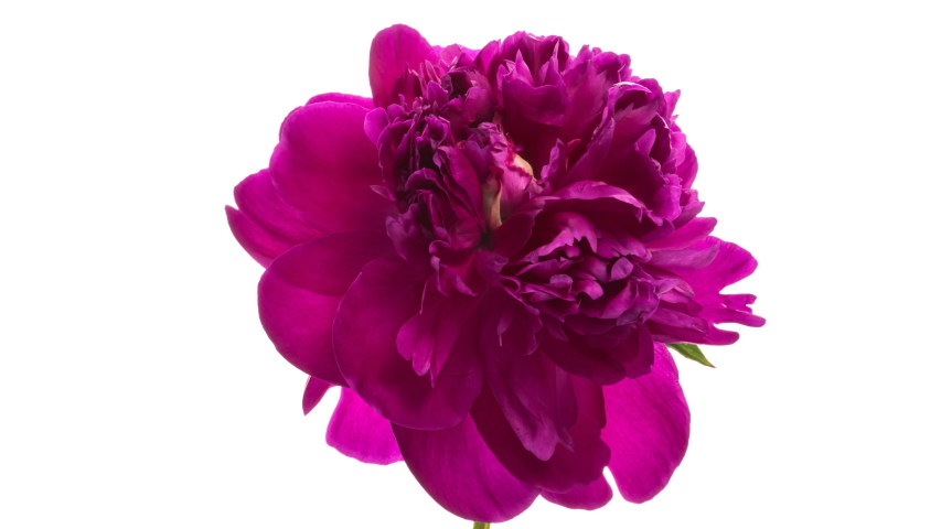 Timelapse of pink peony flower blooming on white background. Blooming peony flower open, time lapse, close-up. Wedding backdrop, Valentine's Day concept. Mother's day, Holiday, Love, birthday Royalty-Free Stock Footage #1055287820
