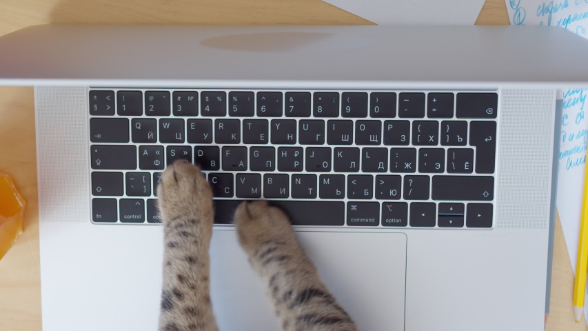 Funny and silly playful video of cat paws typing and pressing buttons on laptop keyboard. Cute and fluffy cat paws, Concept joke or freelance work in office, pet life and routine workplace | Shutterstock HD Video #1055288258