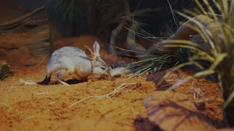 SYDNEY, AUSTRALIA - SEP, 14, 2014: a greater bilby scratches its nose with its foot and then hops away