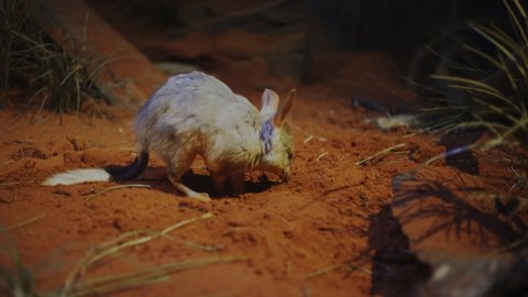 SYDNEY, AUSTRALIA - SEP, 14, 2014: a greater bilby searches for food