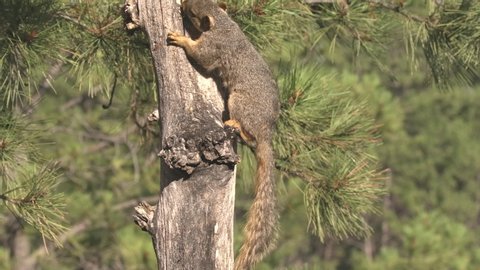 Fox Squirrel Standing on Snag Tree Trunk in Summer in Pine Forest