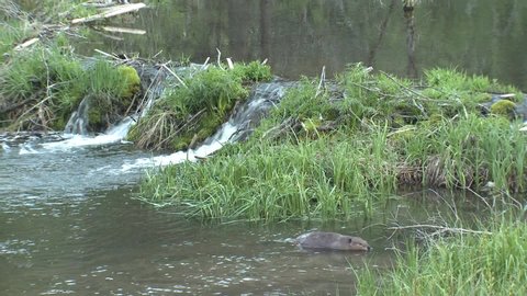 American Beaver Swimming in Pond River Climbing Dam in Summer