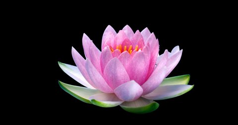 4k Time lapse of waterlily flower blossoming,alpha channel