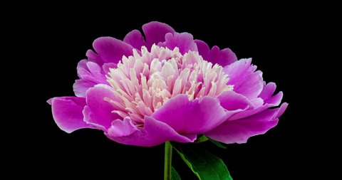 Timelapse of pink peony flower blooming on black background. Blooming peony flower open, time lapse, close-up. Wedding backdrop, easter, spring, Valentine's day, holidays concept. 4K UHD video timelap