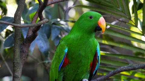 SYDNEY, AUSTRALIA - AUG, 11, 2013: close up of a green male eclectus parrot perched on a branch