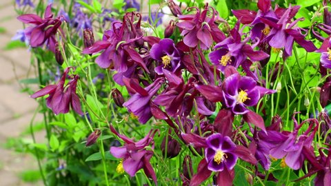 Purple flower aquilegia. Blooming summer garden