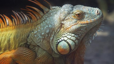 Giant Iguana Portrait Resting This Residual Stock Footage Video (100% 