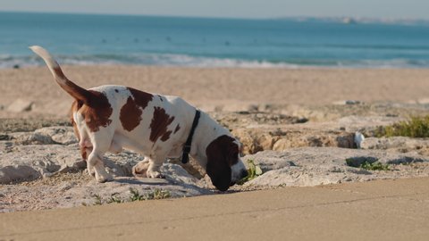 Basset hound dog walking on the Atlantic Ocean beach. Slow motion, BMPCC 4K.