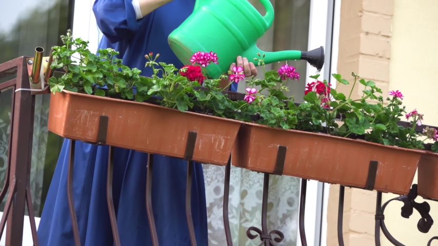 Woman in a blue dress pouring from green watering potted flowers on a beautiful balcony.