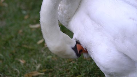 White swan preening, grooming its feathers close-up.