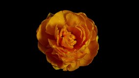 Top View Growing Big Bud Tulip Flower and Dew Petals. Amazing Beautiful Blooming Plant in Timelapse. Lovely Romantic and Natural Backdrop Wedding Decoration Alone Flower in Growing Process Closeup 4k - Powered by Shutterstock - Get 15% off with code: PIKWIZARD15