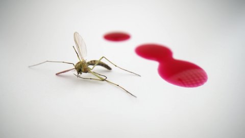 Mosquito and human blood, close up view of isolated mosquito. Bloodsucker on white background and drops of red blood