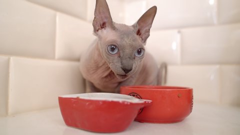 Sphynx Stock Video Footage 4k And Hd Video Clips Shutterstock