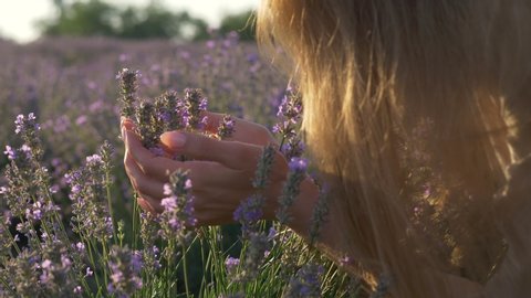 lavender flowers, girl touching lavender in summer field in the morning light, smelling flowers, slow motion . High quality 4k footage