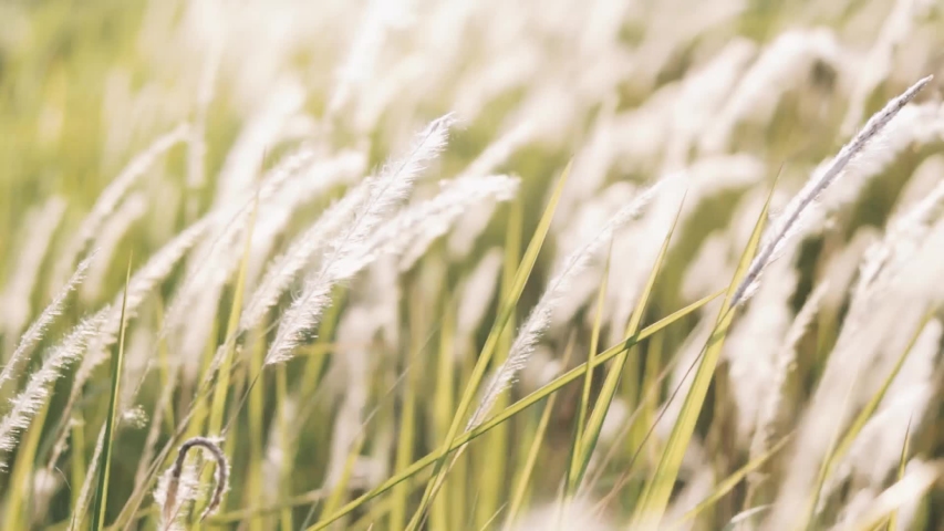 Silver grass flower blowing in the wind, silver grass flower sway in the wind. Royalty-Free Stock Footage #1055322467