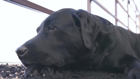 sad black dog labrador retriever lies in the rays of the bright sun