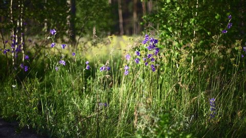 Smooth panning of Bellflower blooming plants among tall grass in a summer forest. Colorful natural landscape.
