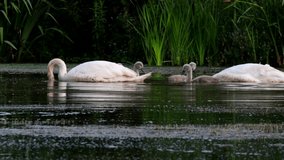Family of Mute Swan on a feeding ground with young at dawn. Their Latin name are Cygnus olor.