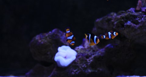 Nemo fish in aquarium background. High quality 4k footage