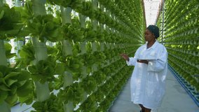 Zoom out view of a black African female farmer in white coat holding a digital tablet collecting research data for analysis and programming of irrigation in a hydroponic farm.  - Powered by Shutterstock - Get 15% off with code: PIKWIZARD15