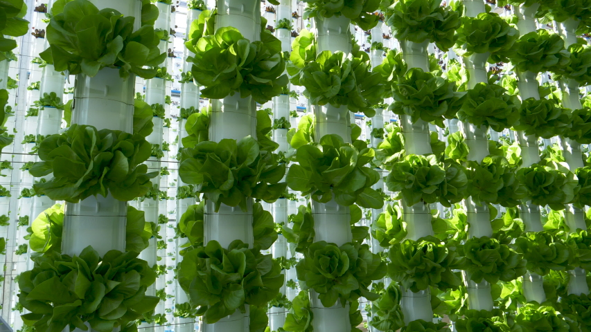 Close-up tilt up shot of beautiful lettuce growing upright in rows in columns at a hydroponic farm.  Hydroponics is a method of growing plants using mineral and nutrient solutions in water  | Shutterstock HD Video #1055331182
