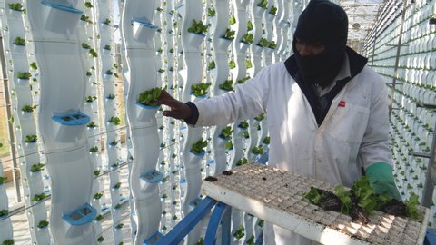 AFRICA,SOUTH AFRICA,CIRCA 2020. A worker planting young lettuce in a hydroponic farm