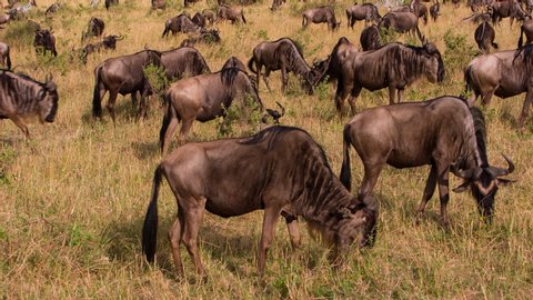 Panorama Wildebeest Zebra Grazing Africa Huge Stock Footage Video (100% ...