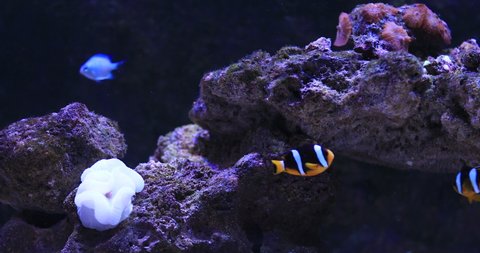 Nemo fish in aquarium background. High quality 4k footage