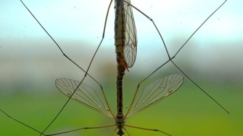Two Crane fly, daddy-longlegs, mating, on window. mosquito breeding reproduction on window, close-up.