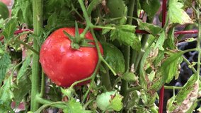 4K HD video zooming in on fresh ripe tomato ripening on the vine with water drops on fruit, red tomato cage supporting the plant. The Tomato, is today the most popular garden vegetable in America. 
