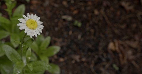 Close-up, single, lonely, bright white wild beautiful daisy gently moving in the wind, framed left, dirt and leaves blurred background - title graphic background