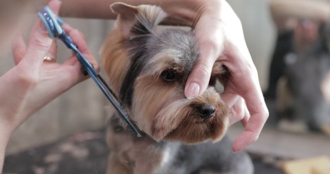 professional haircut dog Yorkshire Terrier in the grooming salon. High quality 4k footage