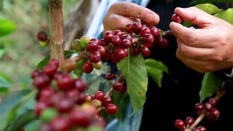 Harvest of red mature coffee cherries 