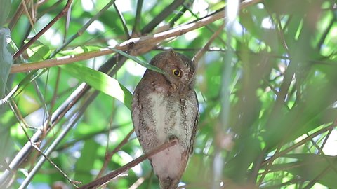 Oriental scops owl (Otus sunia) is a species of scops owl found in eastern and southern Asia 
