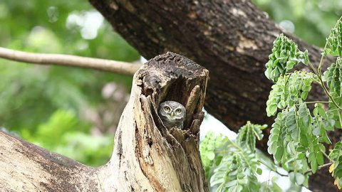 Owl, Spotted owlet (Athene brama) in nature 