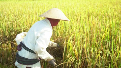 farmers harvesting rice field, Farmers harvesting organic paddy rice farmland, farmer threshing rice, Farmer harvest rice, countryside