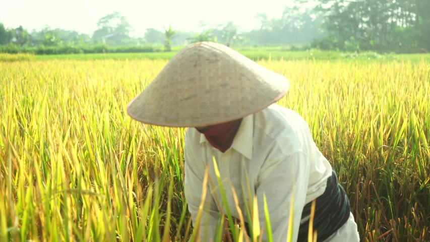 Farmers harvesting rice field, Farmers harvesting organic paddy rice farmland, farmer threshing rice, Farmer harvest rice, countryside | Shutterstock HD Video #1055341292