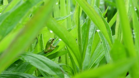 A Japanese tree frog resting on the grass in the rain. Japanese rainy season. July. early summer. Close-up
