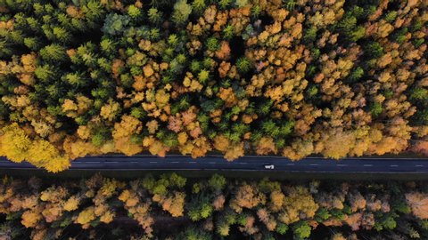 Aerial Top View Over Straight Road With Cars in Colorful Countryside Autumn Forest. Aerial View Above Road in Forest in Fall With Cars. Fall Orange, Green, Yellow, Red Leaves Trees Woods.