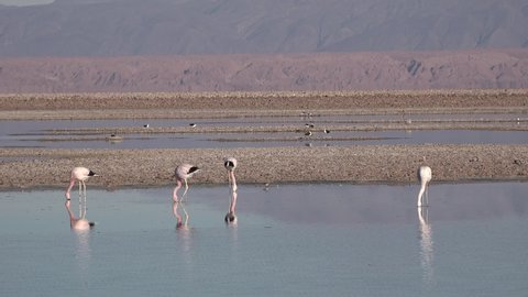 Chile. Pink flamingo.The atacama Desert.