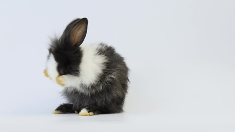 Lovely bunny easter black-white rabbit stands up on two legs, cleaning face, ears, body, sniffing, looking around, on blue screen background. Cute fluffy rabbit, Lovely Animal concept.