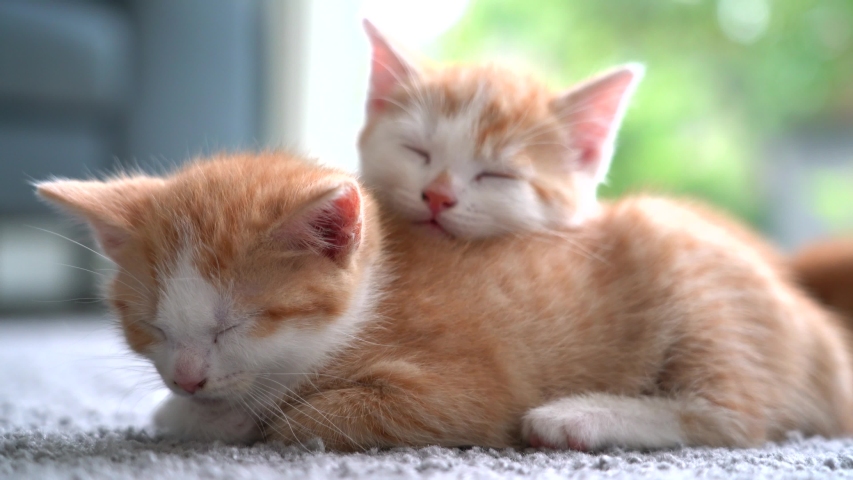 Cute little red cat  sleeping on floor with window on background. Young cute little red kitty. Long haired ginger kitten play at home. Cute funny home pets. Domestic animal and Young kittens. 4k video | Shutterstock HD Video #1055349194
