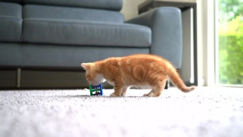Small red kitten doing funny pose while playing with ball. Tracking baby cat around apartment playing with ball and jumping. Long haired ginger kitten play at home. Cute funny home pets. 4k video